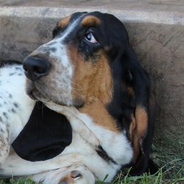 Lottie - Basset Hound