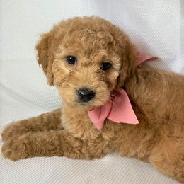 Goldendoodle Puppies from OnlyGoldendoodles