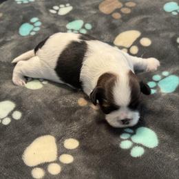 Romeo - Tricolor male Shih Tzu puppy in Tampa, Florida from Shih Tzus of Kingshyre