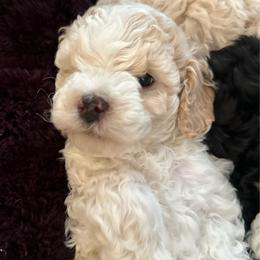 Lincoln - White male Cavapoo puppy in Michigan from Cavalier Girls