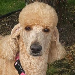 ANNA - Poodle