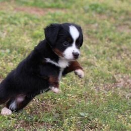 Miniature Australian Shepherd and Toy Australian Shepherd Puppies from Fireside Toy & Mini Aussies