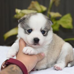 Ember - Gray and white female Pomsky puppy in Coos Bay, Oregon from Ocean View Pomskies