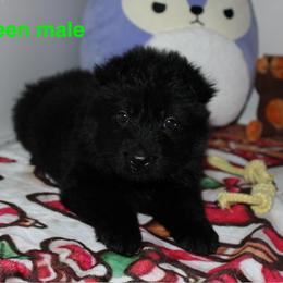 Green male - Black male German Shepherd puppy in Ann Arbor, Michigan from Von Der Havier German Shepherds