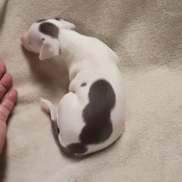Boy 1 - Blue male Italian Greyhound puppy in Babson Park, Florida from Quality Italian Greyhounds