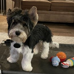 Biewer Terrier Puppies from Southern Star Biewers