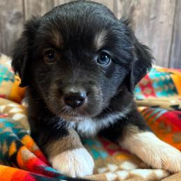 Rayna - Black & white female Miniature Australian Shepherd puppy in Geary, Oklahoma from Helm Farms Aussies