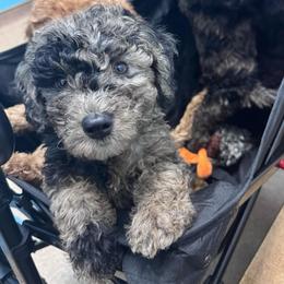 Diorite - Merle male Goldendoodle puppy in Philadelphia, Pennsylvania from Jah’s Retrievers