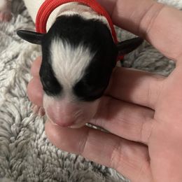 Poodle Puppies from Okie’s Cuties