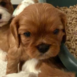 Ruby - Ruby female Cavalier King Charles Spaniel puppy in Richmond, Virginia from Dream it Cavs