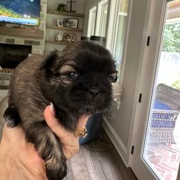 Millie - Brindle female Shih Tzu puppy in Mineola, Texas from RL Phillips Shihtzus