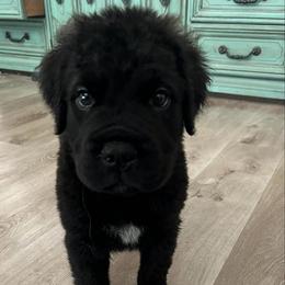 Michael Angelo - Red brindle male Bullmastiff puppy in San Antonio, Texas from Blushing Dawn Bullmastiffs