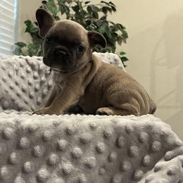Black - Blue fawn male French Bulldog puppy in Kyle, Texas from Small Town Frenchies