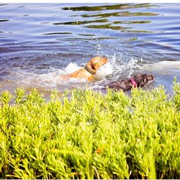 Double Doodle and Labrador Retriever All Grown Up from McCreary Highlander Labradors