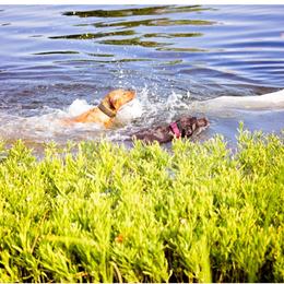 Double Doodle and Labrador Retriever All Grown Up from McCreary Highlander Labradors