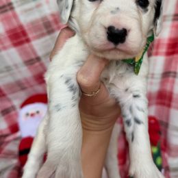 Dancer - White and black female Dalmatian puppy in Bremen, Georgia from Clark’s Dalmatians