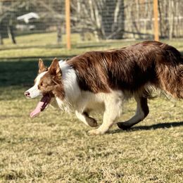 Taff - Border Collie