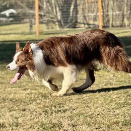 Taff - Border Collie