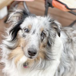 Gracie - Shetland Sheepdog