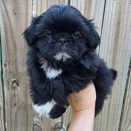 Blackberry (Red Collar) - Black male Shih Tzu puppy in Wymore, Nebraska from RVK Bulldogs & Shih-Tzus