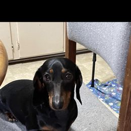 Princess - Dachshund