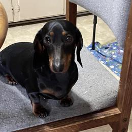 Princess - Dachshund