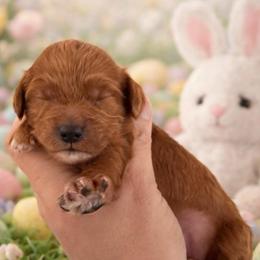 White Collar 4 - Red  male Goldendoodle puppy in Covington, Louisiana from MyKy Puppies