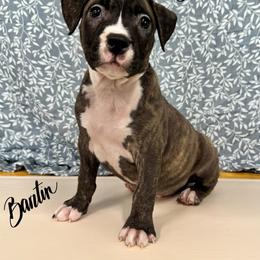 Scallop - Fawn brindle male American Pit Bull Terrier puppy in Nine Mile Falls, Washington from Bartin Kennels