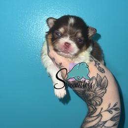 Cinderella- 4500.00 dollars - Chocolate parti female Pomeranian puppy in Perry County, Ohio from Speechless Pom’s