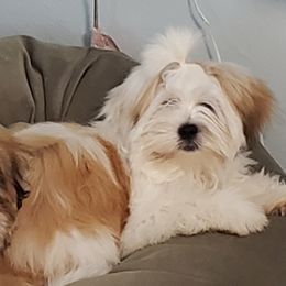Poppi - Lhasa Apso