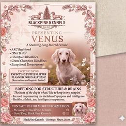 VENUS - Dachshund