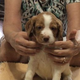 Red collar - White and orange male Brittany puppy in Belleview, Florida from Gourley's Brittanys
