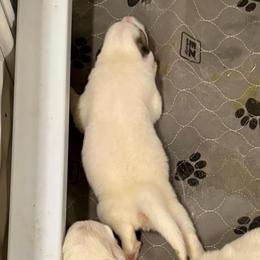 Girl 2 - White and badger female Great Pyrenees puppy in North Fork, California from Heritage Mountain Ranch