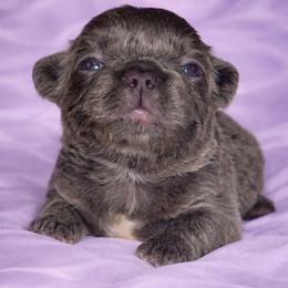 Star - Tricolors female French Bulldog puppy in Maplewood, New Jersey from Poos&Bulls Keepsake