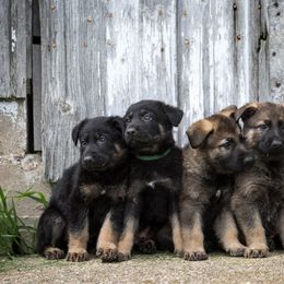 German Shepherd Puppies from Sonnenhügel Shepherds