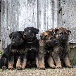 German Shepherd Puppies from Sonnenhügel Shepherds