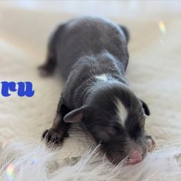 Gru - Blue merle male Toy Australian Shepherd puppy in Mountain Home, Idaho from LJK Boxers & Toy Aussies