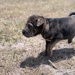 Chai - Black female Chinese Shar-Pei puppy in Lehigh Acres, Florida from Florida Wrinkles