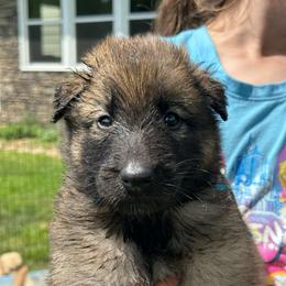 Cove (Blue) - Brown male Belgian Sheepdog puppy in Franklin, West Virginia from Wildmour K9
