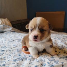 Orange - White and red female Pembroke Welsh Corgi puppy in Aleppo, Pennsylvania from Donna's Corgis