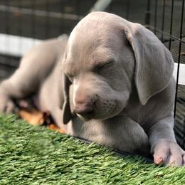 Weimaraners from Gray Matter Kennels