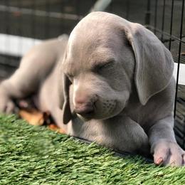 Weimaraners from Gray Matter Kennels