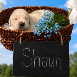 Shaun - Light golden male Golden Retriever puppy in Peoria, Arizona from Westwing Retrievers