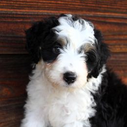 Baxter mini aussiedoodle - Aussiedoodle puppy from Lazy S Aussies
