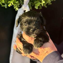 Light Pink Girl - Black female Miniature Schnauzer puppy in Oneonta, Alabama from Murphree Valley Kennels