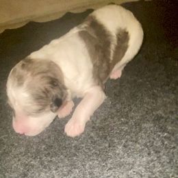 Muffin - Blue merle and white female Sheepadoodle puppy in Columbia, Tennessee from Primrose Cottage Puppies