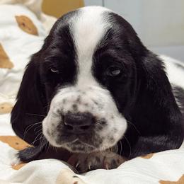 Elwood - Black and white male Basset Hound puppy in Hodges, South Carolina from Blooming Basset