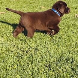 Labrador Retriever Puppies from Gray’s English Labs
