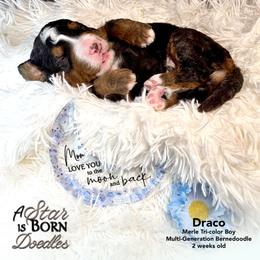 Draco - Gray Collar - Blue merle male Bernedoodle puppy in Jackson, Michigan from A Star is Born Doodles