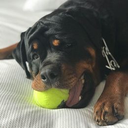 Rottweilers from Lonecreek Rottweilers